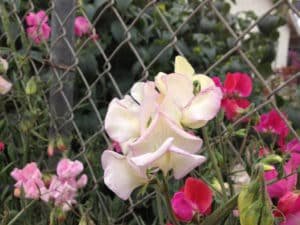 "If These Walls Could Speak" - Sweet Peas