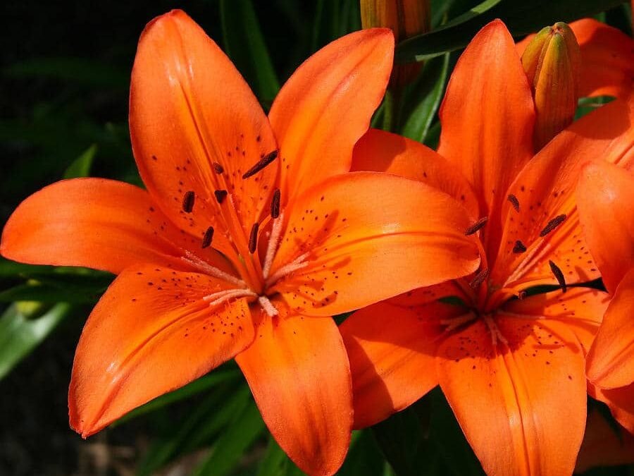 “I’ll Remember You” – Tiger Lilies